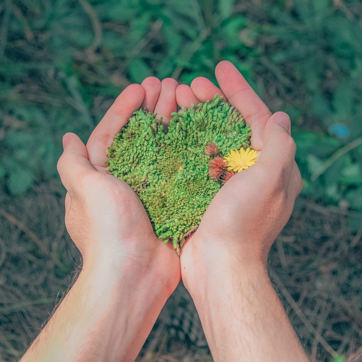 Hands holding grass in a heart shape