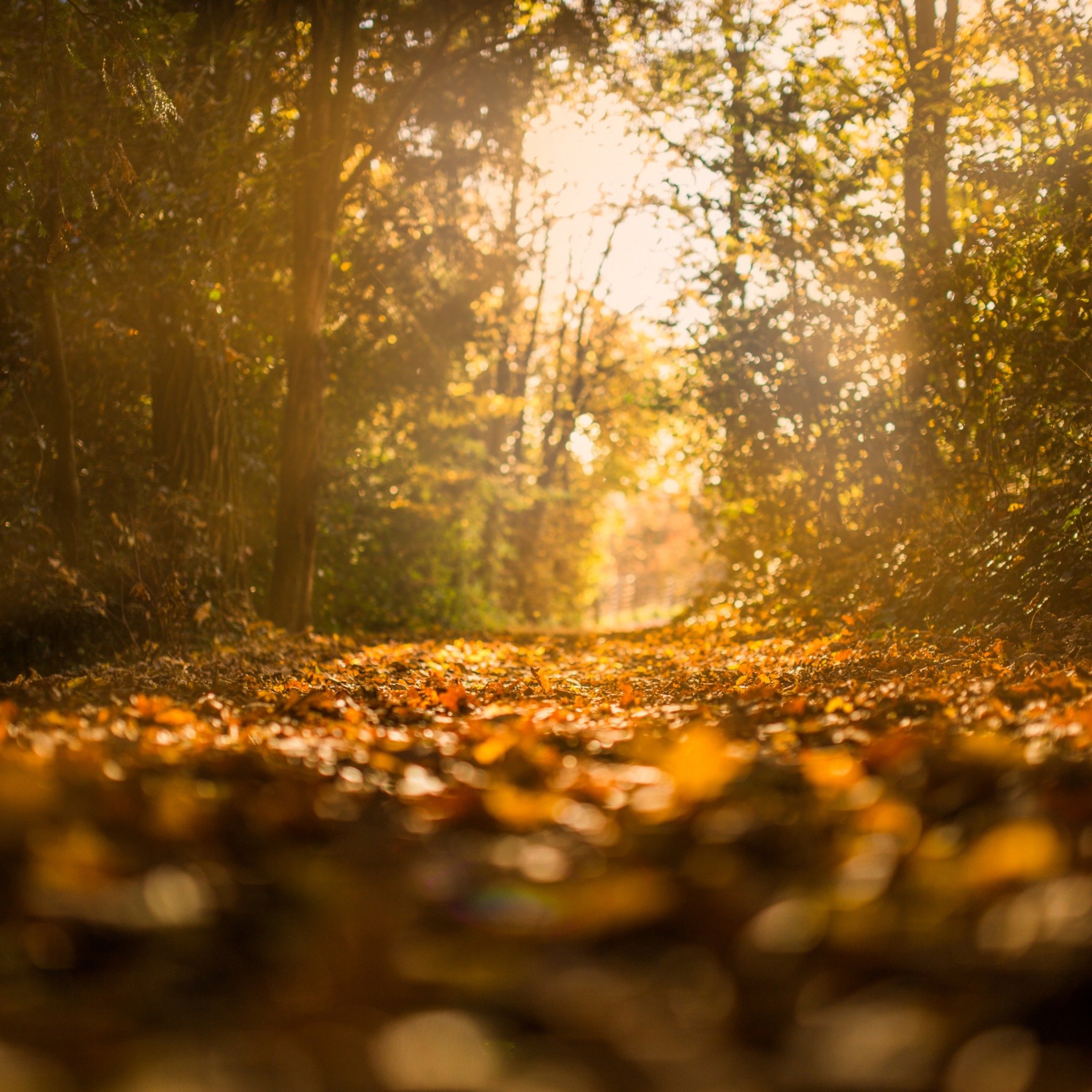 An autumnal scenery with lots of brown leaves and trees in the back ground